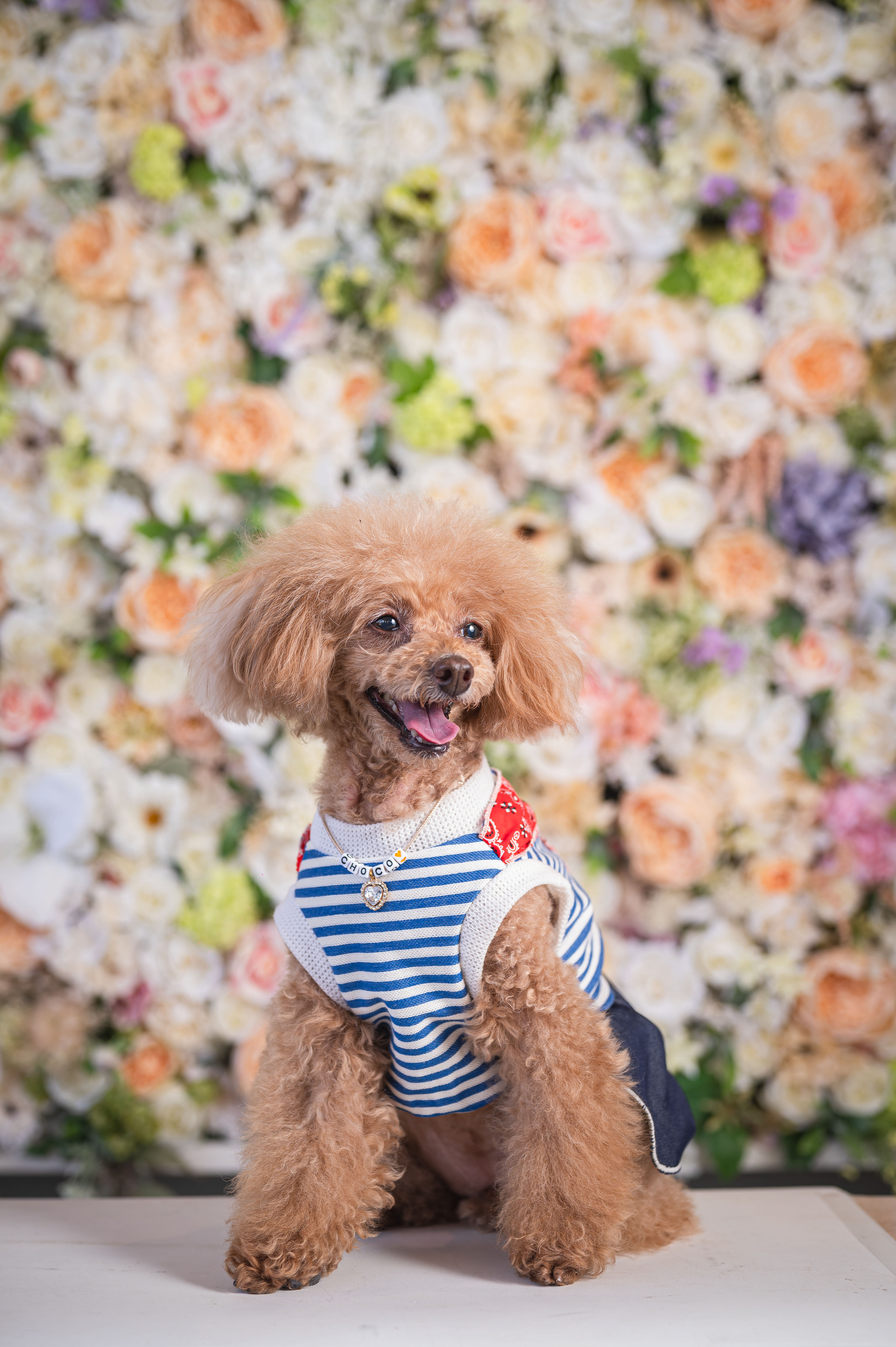 10 ちょこちゃん | ネッツトヨタ愛媛株式会社