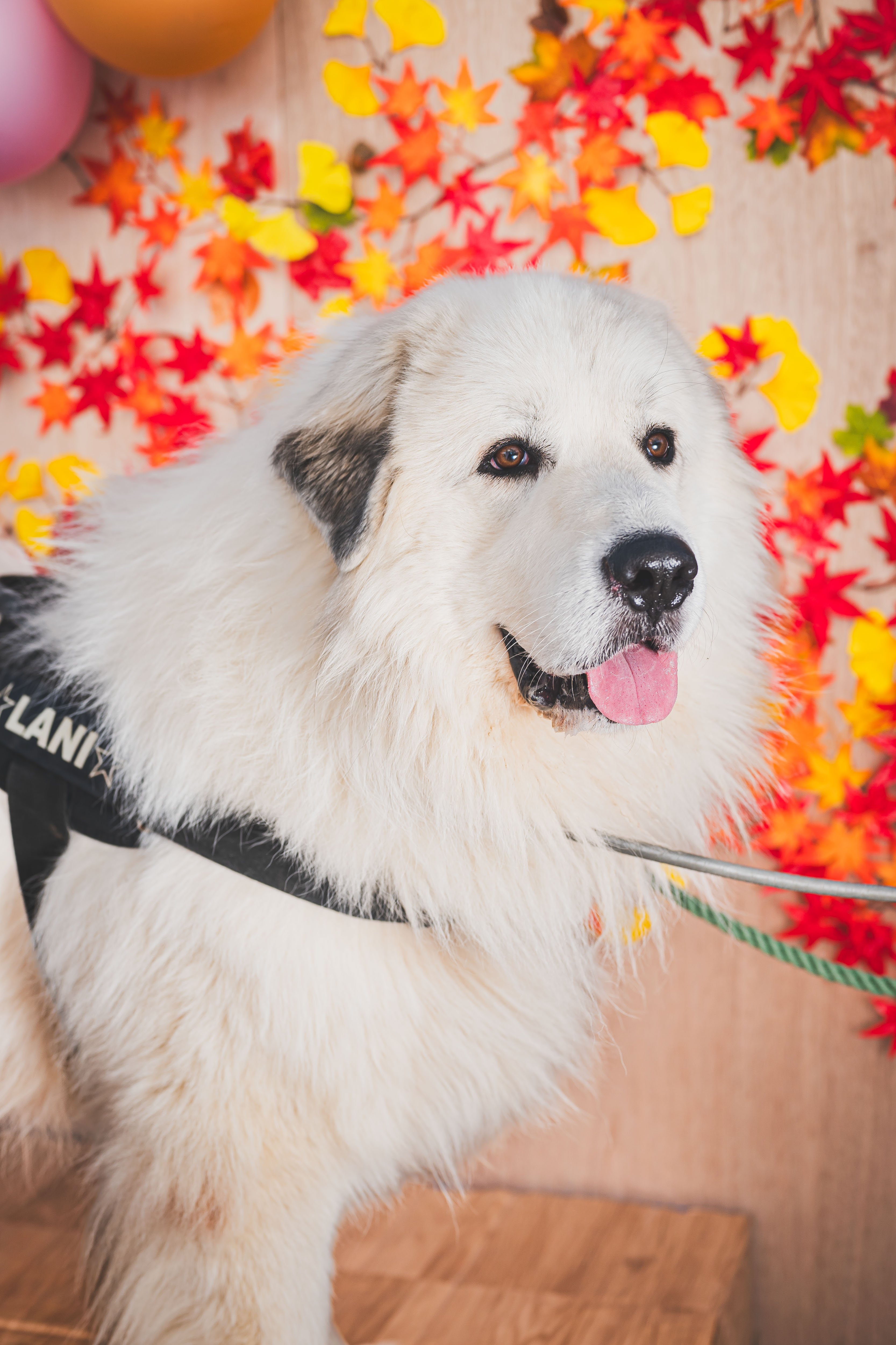 67 ラニくん | ネッツトヨタ愛媛株式会社