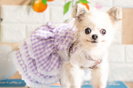 No.3-6(わんカフェ2025年11月2日)