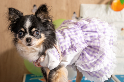 No.4-2(わんカフェ2025年11月2日)