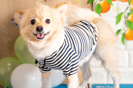 No.5-8(わんカフェ2025年11月2日)