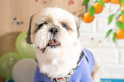 No.6-9(わんカフェ2025年11月2日)