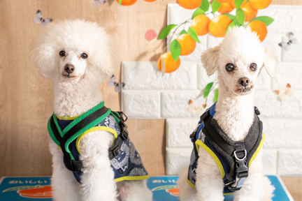 No.7-8(わんカフェ2025年11月2日)