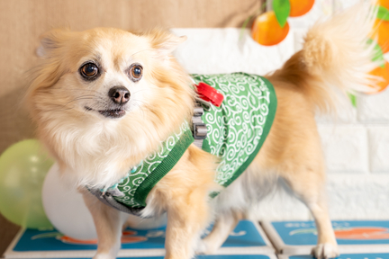 No.8-9(わんカフェ2025年11月2日)