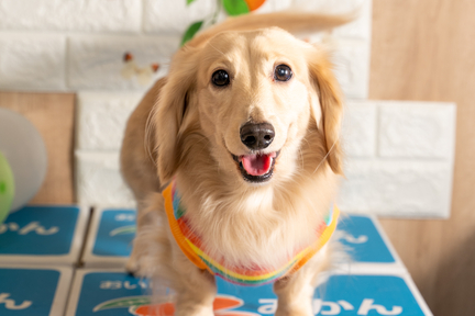 No.9-9(わんカフェ2025年11月2日)