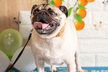 No.10-6(わんカフェ2025年11月2日)