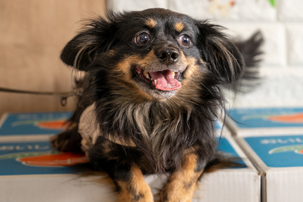 No.11-6(わんカフェ2025年11月2日)