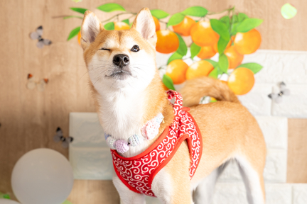 No.12-3(わんカフェ2025年11月2日)