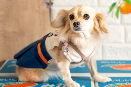 No.13-8(わんカフェ2025年11月2日)