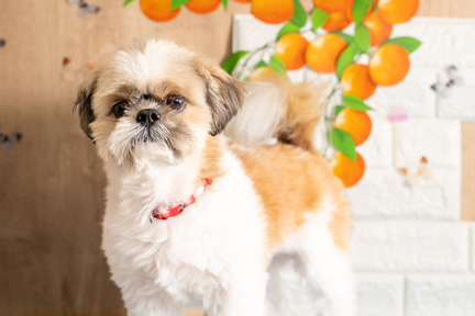 No.18-1(わんカフェ2025年11月2日)