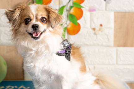 No.19-4(わんカフェ2025年11月2日)