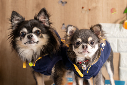 No.20-11(わんカフェ2025年11月2日)