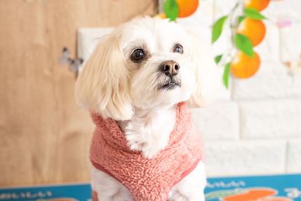 No.23-7(わんカフェ2025年11月2日)