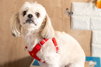 No.24-1(わんカフェ2025年11月2日)