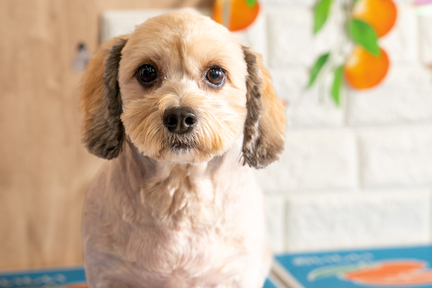 No.26-6(わんカフェ2025年11月2日)