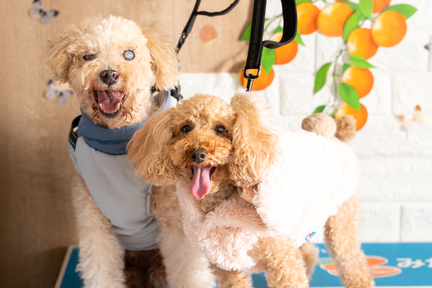 No.27-5(わんカフェ2025年11月2日)