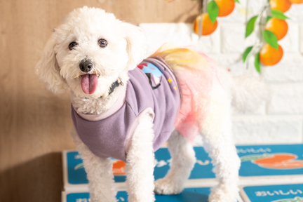 No.28-3(わんカフェ2025年11月2日)