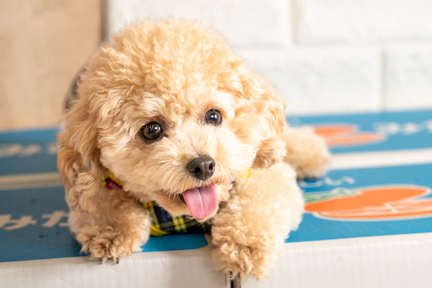 No.29-9(わんカフェ2025年11月2日)