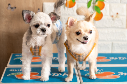 No.30-7(わんカフェ2025年11月2日)