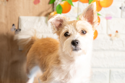 No.14-5(わんカフェ2025年11月2日)