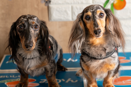 No.15-6(わんカフェ2025年11月2日)