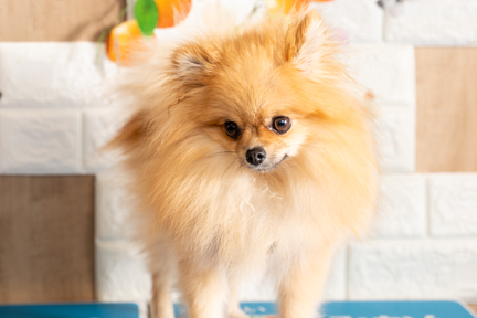 No.16-6(わんカフェ2025年11月2日)