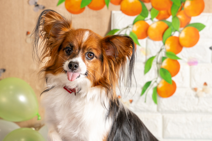 No.17-4(わんカフェ2025年11月2日)