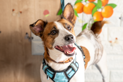 No.21-8(わんカフェ2025年11月2日)