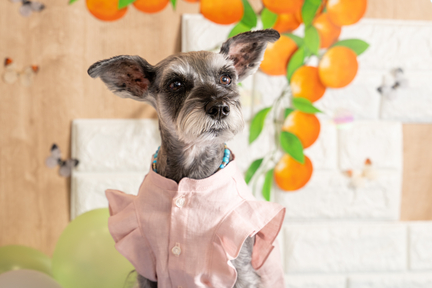 No.33-7(わんカフェ2025年11月2日)