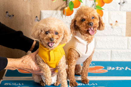 No.34-5(わんカフェ2025年11月2日)