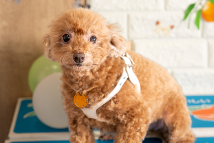 No.35-9(わんカフェ2025年11月2日)