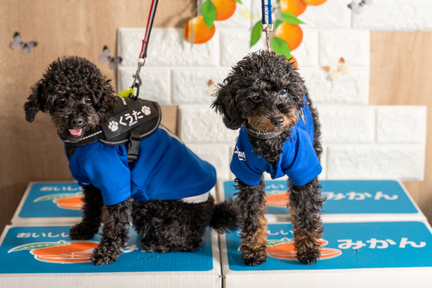 No.36-5(わんカフェ2025年11月2日)