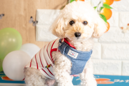 No.37-3(わんカフェ2025年11月2日)