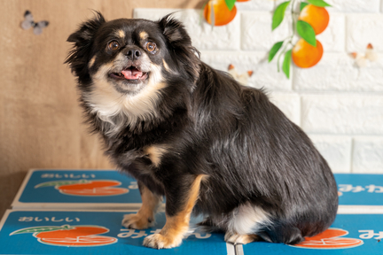 No.38-1(わんカフェ2025年11月2日)