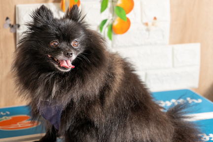 No.39-6(わんカフェ2025年11月2日)