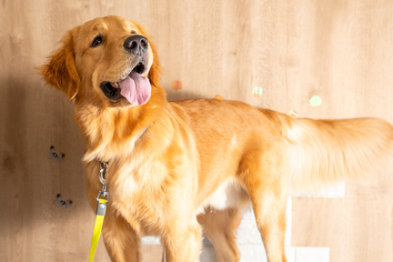 No.40-3(わんカフェ2025年11月2日)