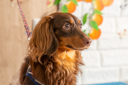 No.41-9(わんカフェ2025年11月2日)