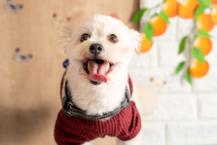 No.42-9(わんカフェ2025年11月2日)