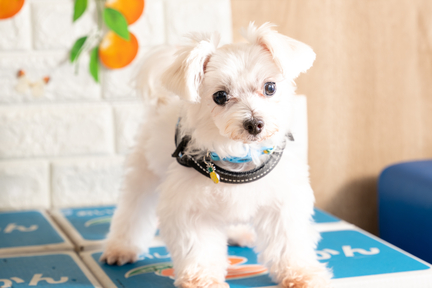 No.43-4(わんカフェ2025年11月2日)