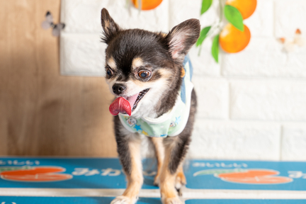 No.44-3(わんカフェ2025年11月2日)