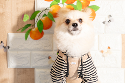 No.45-3(わんカフェ2025年11月2日)