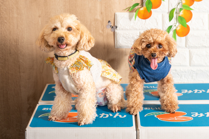 No.46-7(わんカフェ2025年11月2日)