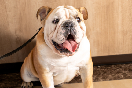 No.47-9(わんカフェ2025年11月2日)