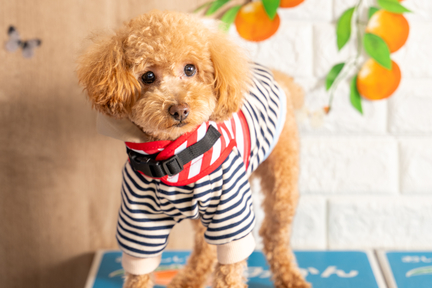 No.48-1(わんカフェ2025年11月2日)