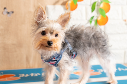 No.49-7(わんカフェ2025年11月2日)