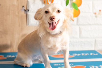 No.50-4(わんカフェ2025年11月2日)