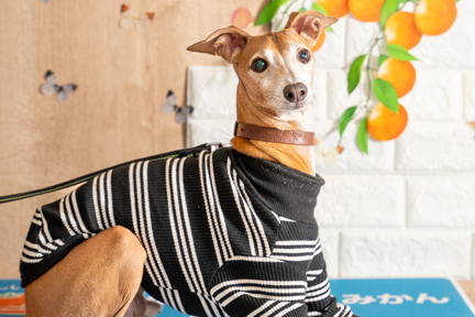 No.51-9(わんカフェ2025年11月2日)