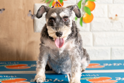 No.52-3(わんカフェ2025年11月2日)