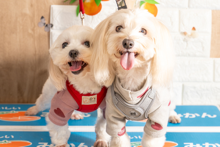 No.53-8(わんカフェ2025年11月2日)