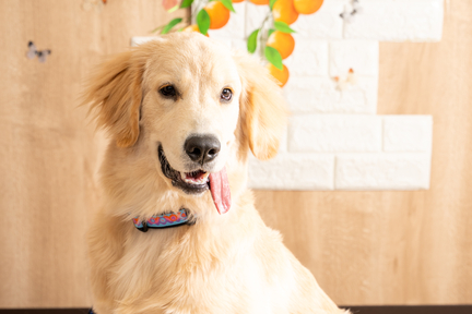 No.54-6(わんカフェ2025年11月2日)